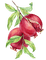pomegranate  Bb2 - бесплатно png анимированный гифка