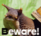 beware snail - GIF animé gratuit GIF animé