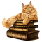 katt--böcker----cat and books - Free PNG Animated GIF