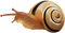 snail - bezmaksas png animēts GIF
