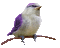 aze oiseau - Kostenlose animierte GIFs Animiertes GIF