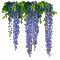 flor wisteria  azul gif dubravka4