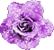 Animated.Rose.Purple - By KittyKatLuv65