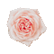 Rose - Darmowy animowany GIF animowany gif