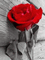 rose - 免费动画 GIF 动画 GIF
