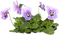 Pansies.Flowers.Fleurs.lilac.plant.Victoriabea - PNG gratuit GIF animé