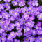 VanessaVallo _crea-  flowers animated background - GIF เคลื่อนไหวฟรี GIF แบบเคลื่อนไหว