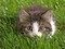 gatito - png gratuito GIF animata