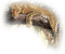 jaguar bp - Free PNG Animated GIF