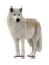 wolf milla1959 - Free PNG Animated GIF