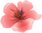 Kaz_Creations Flowers Flower - δωρεάν png κινούμενο GIF