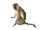singe-monkey - GIF animé gratuit GIF animé