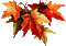 autumn leaves Bb2 - Zdarma animovaný GIF animovaný GIF