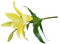 Fleur Jaune Vert:) - PNG gratuit GIF animé