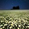 Daisy Field at Night - ilmainen png animoitu GIF
