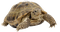 kilpikonna, turtle - kostenlos png Animiertes GIF