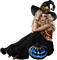halloween hexe witch - gratis png animeret GIF