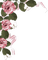 pink pansies - бесплатно png анимированный гифка