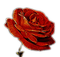 Rena red Rose rot Flower Blume - PNG gratuit GIF animé