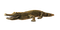 krokotiili, crocodile - 免费PNG 动画 GIF