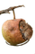 Maus, Apfel - безплатен png анимиран GIF