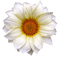 Flowers dm19 - darmowe png animowany gif