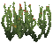 animated plants gif - Gratis geanimeerde GIF geanimeerde GIF