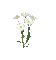 Daisies - 無料のアニメーション GIF アニメーションGIF