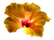 tube fleur - PNG gratuit GIF animé