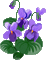 flower, violet, spring