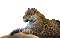 leopard bp - Бесплатный анимированный гифка анимированный гифка