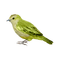 kikkapink deco scrap green bird - png gratuito GIF animata