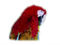 patymirabelle oiseau - nemokama png animuotas GIF