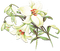 soave deco branch flowers spring lilies white - PNG gratuit GIF animé