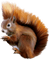 ANIMAL - Free PNG Animated GIF
