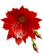 flores-l - nemokama png animuotas GIF