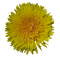 Löwenzahn - Free PNG Animated GIF