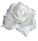 Белая блестящая роза - GIF animé gratuit GIF animé