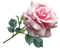 Nina rose - gratis png animeret GIF
