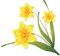 daffodils Bb2 - zdarma png animovaný GIF