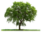 tree baum bush busch - Free PNG Animated GIF