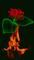 цветы - Бесплатный анимированный гифка анимированный гифка