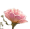 fiore rosa - PNG gratuit GIF animé