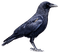 Kaz_Creations Birds Bird - 免费PNG 动画 GIF