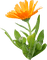 autumn flower orange kikkapink - PNG gratuit GIF animé
