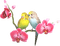 birds budgerigar bp - png gratuito GIF animata