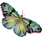 papillon ( - GIF animé gratuit GIF animé