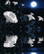 Background Moonflower - Безплатен анимиран GIF анимиран GIF