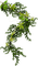 Dekor roślinny - Free PNG Animated GIF