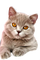 Katze, beige - PNG gratuit GIF animé
